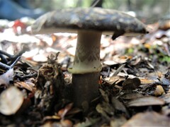 Amanita nothofagi
