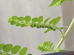 Phyllanthus amarus