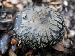 Amanita nothofagi