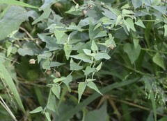 Abutilon trisulcatum