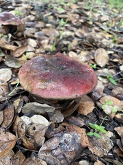 Suillellus amygdalinus