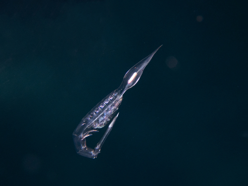 Calamorhynchus observed 2023-01-04