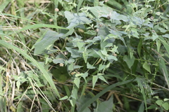 Abutilon trisulcatum