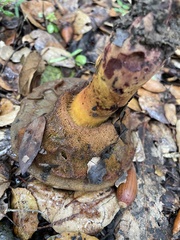 Suillellus amygdalinus