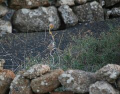 Curruca conspicillata