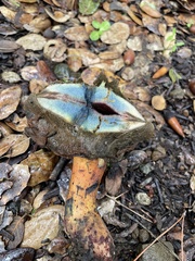 Suillellus amygdalinus