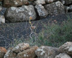 Curruca conspicillata