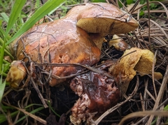 Suillus fuscotomentosus