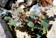 Phacelia longipes