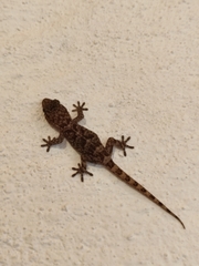 Tarentola boettgeri