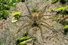 Dolomedes raptor