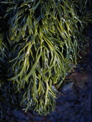 Pelvetia canaliculata