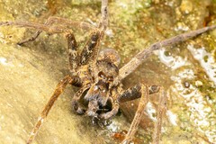 Dolomedes raptor