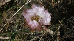 Echinopsis rhodotricha
