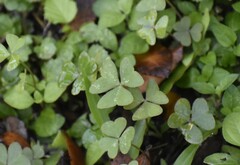 Oxalis intermedia