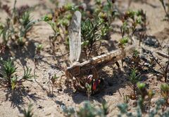 Schistocerca gregaria