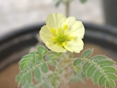 Tribulus terrestris