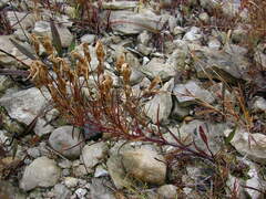 Gentianopsis virgata