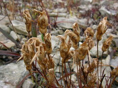 Gentianopsis virgata