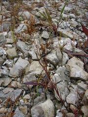 Gentianopsis virgata