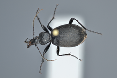 Cychrus caraboides