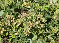 Serjania brachycarpa