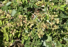 Serjania brachycarpa