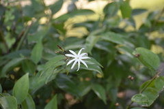 Trachelospermum jasminoides