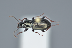 Pterostichus oblongopunctatus