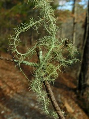 Usnea angulata