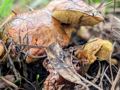 Suillus fuscotomentosus