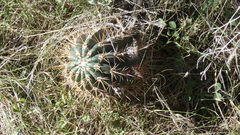 Echinopsis rhodotricha