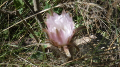 Echinopsis rhodotricha