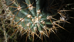 Echinopsis rhodotricha