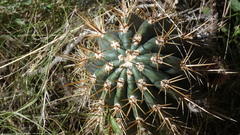 Echinopsis rhodotricha
