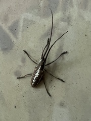Neoptychodes trilineatus