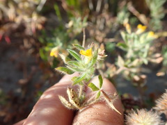 Lotus suaveolens
