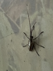 Neoptychodes trilineatus