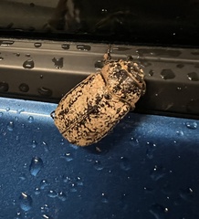 Dermolepida albohirtum