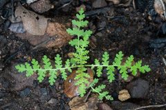Eucrypta chrysanthemifolia