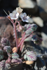 Phacelia longipes