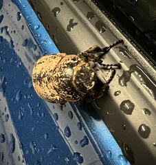 Dermolepida albohirtum