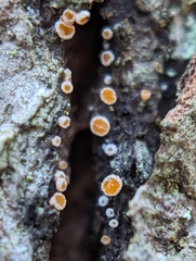 Lachnellula