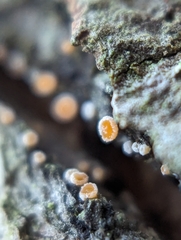 Lachnellula