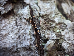 Lachnellula