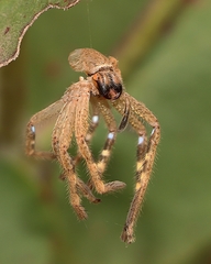 Neosparassus calligaster