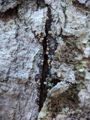 Lachnellula
