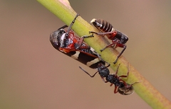 Dolichoderus scabridus