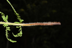Dennstaedtia appendiculata