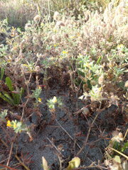 Lotus suaveolens